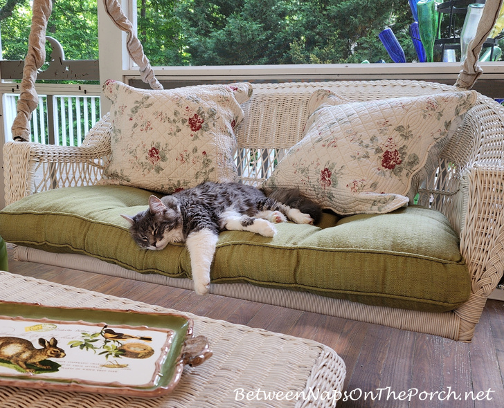 Cat Napping on Porch Swing