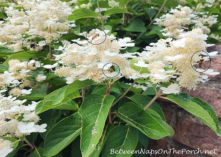 Dharuma Hydrangea, covered in Honey Bees and Bumble Bees