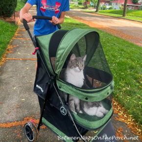 Awesome Kitty Stroller