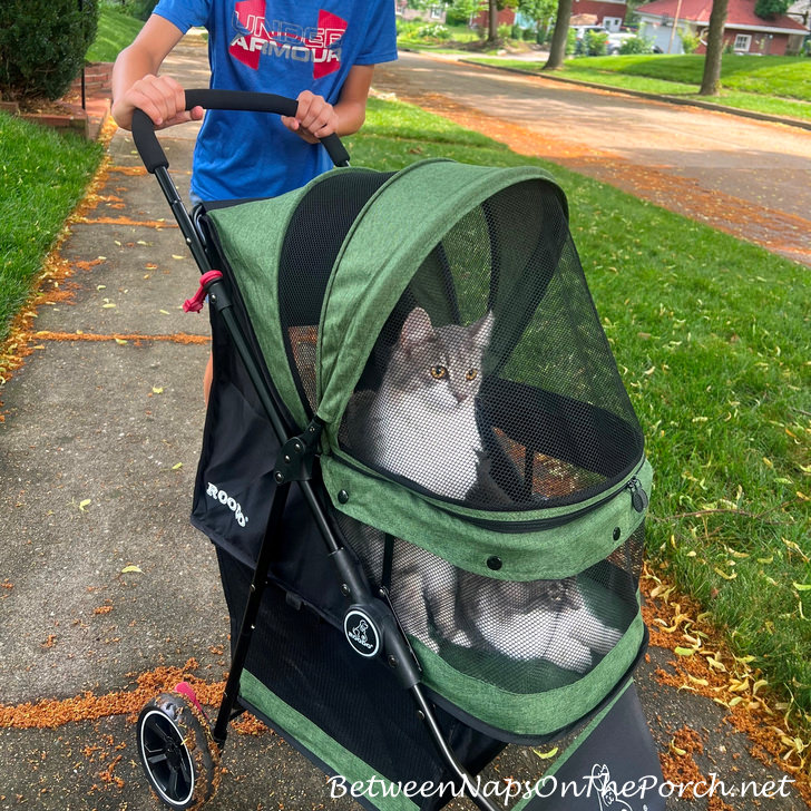 Awesome Kitty Stroller