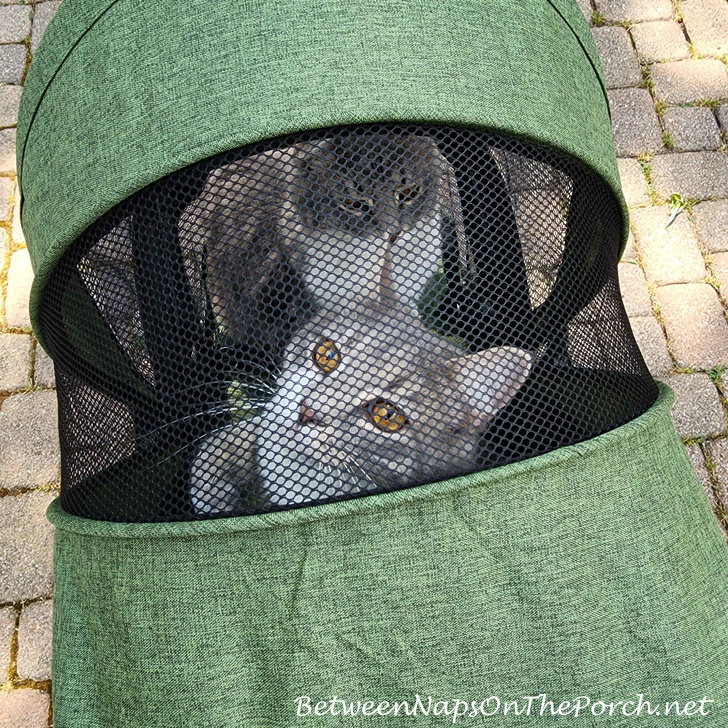 Best Cat Stroller