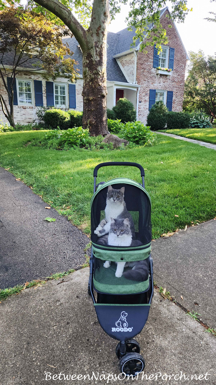 Cat Stroller, Small Pet Stroller
