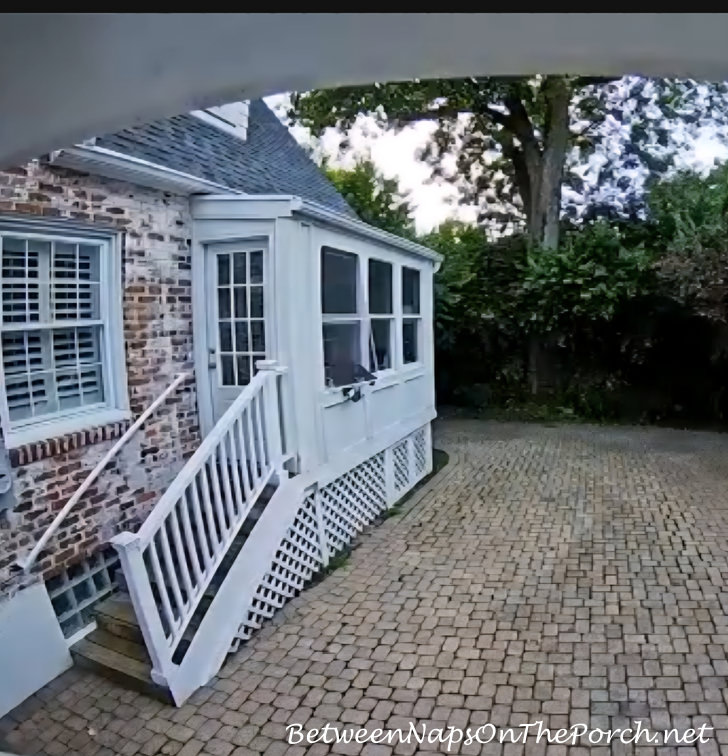 Cats escaping through window, screen pushed out