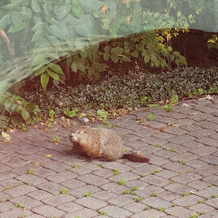 Groundhog