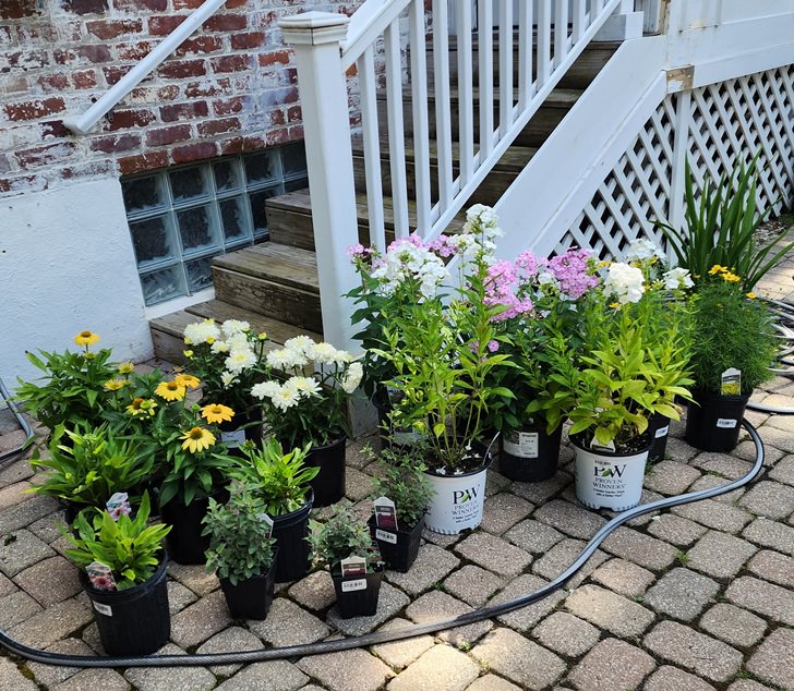 Long Blooming Perennials