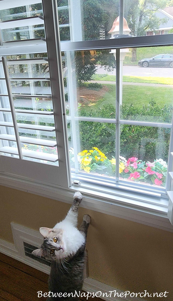 Agatha Looking out the window at the new Dovecote