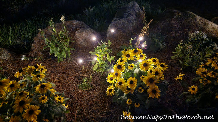 Garden flowers and solar fairy lights