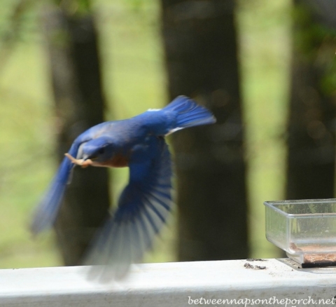 Bluebird Taking Mealworms Back To Babies